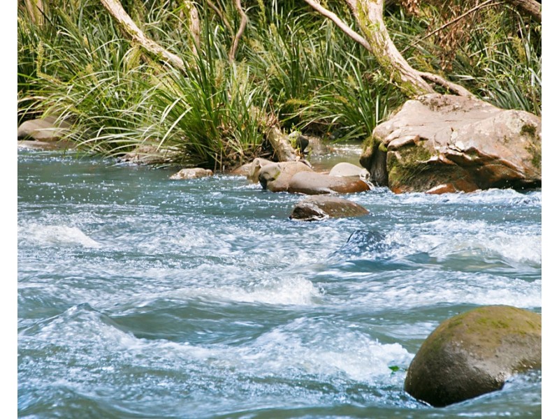 1949 NUMINBAH ROAD, Numinbah NSW 2484