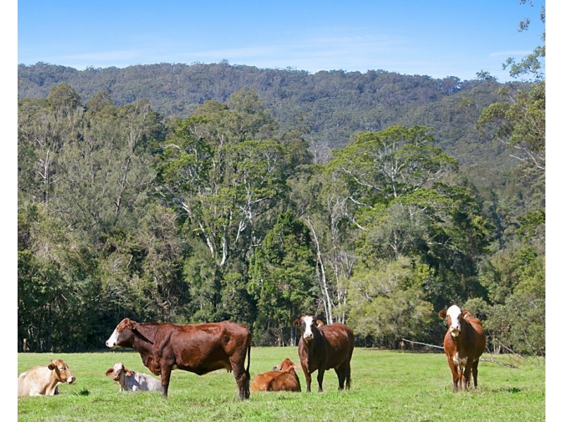 1949 NUMINBAH ROAD, Numinbah NSW 2484