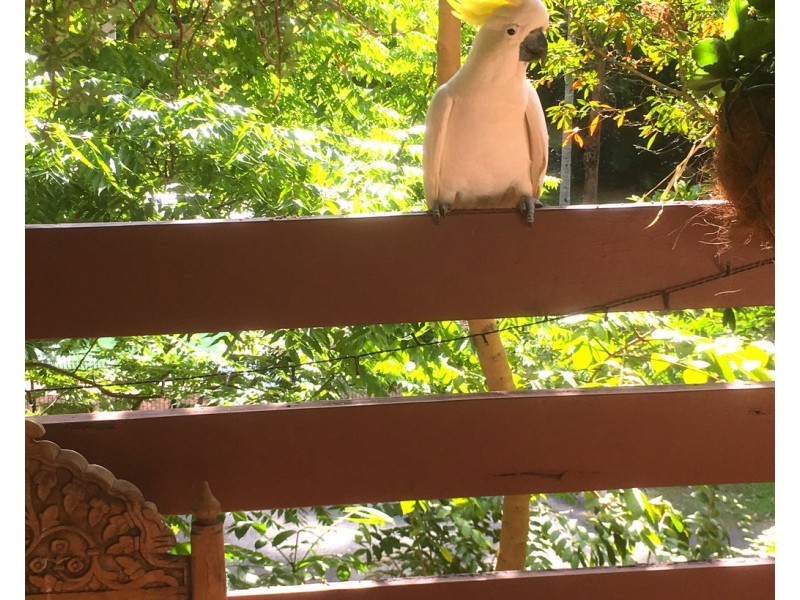 8/19 TANGLEWOOD DRIVE, Tanglewood NSW 2488