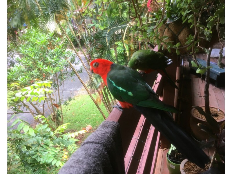 8/19 TANGLEWOOD DRIVE, Tanglewood NSW 2488