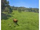 491 NOBBYS CREEK ROAD, Nobbys Creek NSW 2484