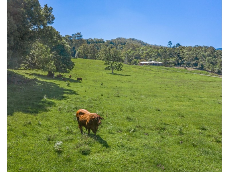 491 NOBBYS CREEK ROAD, Nobbys Creek NSW 2484