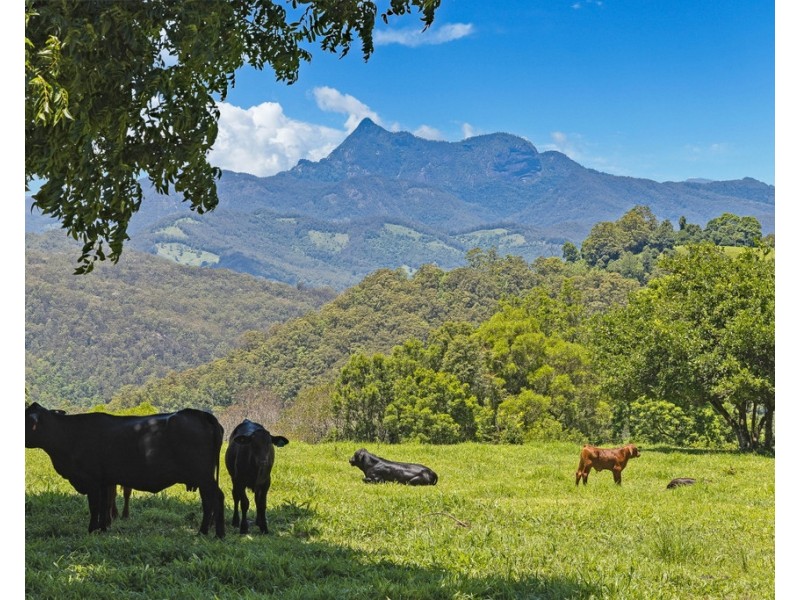 458 SETTLEMENT ROAD, Numinbah NSW 2484