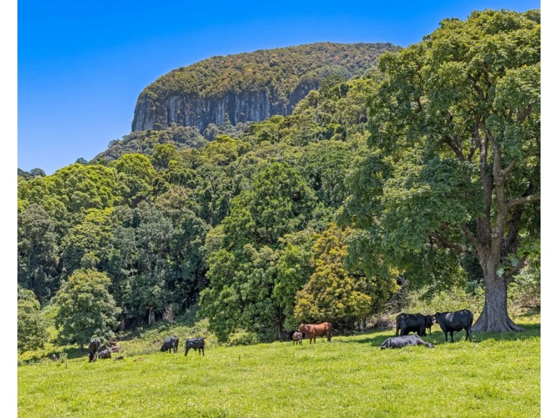 458 SETTLEMENT ROAD, Numinbah NSW 2484