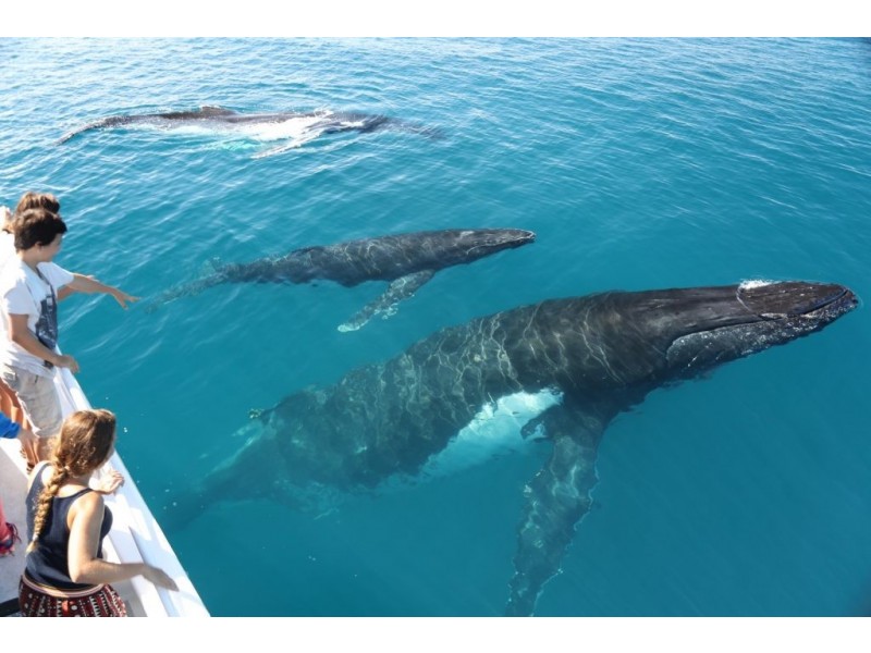 Lot 71 Porpita Circuit, Beachcomber Park Estate, Toogoom QLD 4655