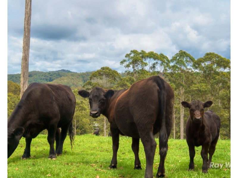 42 Coldwater Creek Road, Nana Glen NSW 2450