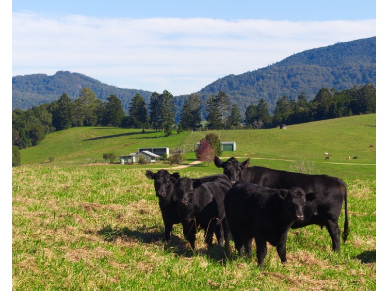 174 Seccombes Road, Brooklana NSW 2450