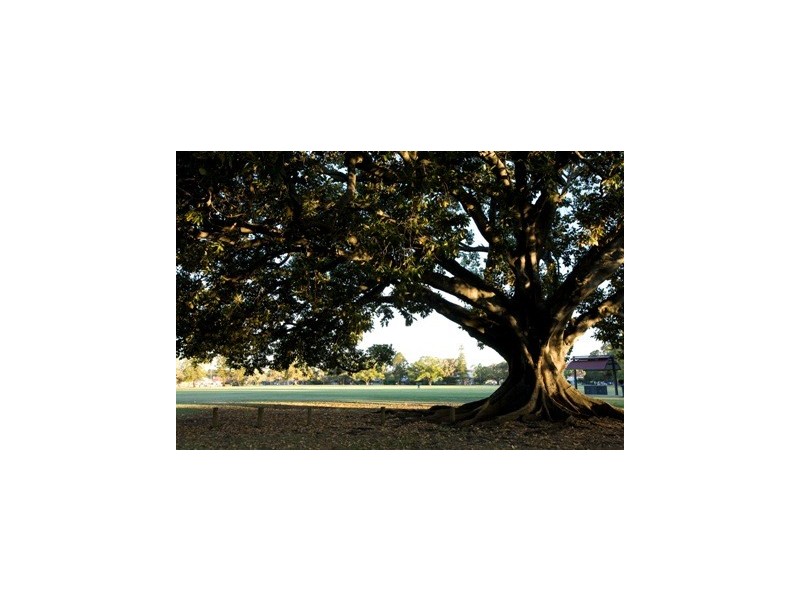 51 Armagh Street, Victoria Park WA 6100