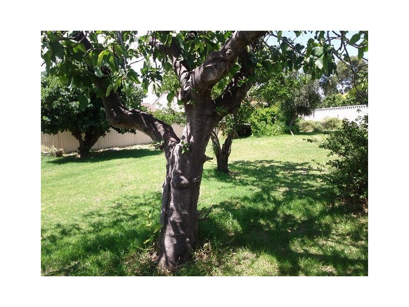 10 Wroxton Street, Midland WA 6056