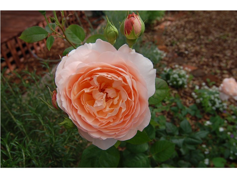 115 First Avenue, Bassendean WA 6054