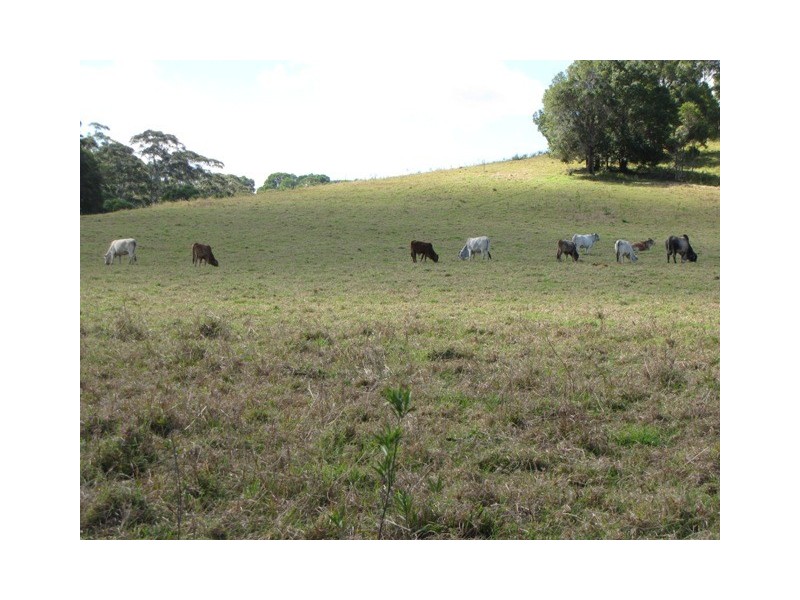 Black Mountain QLD 4563
