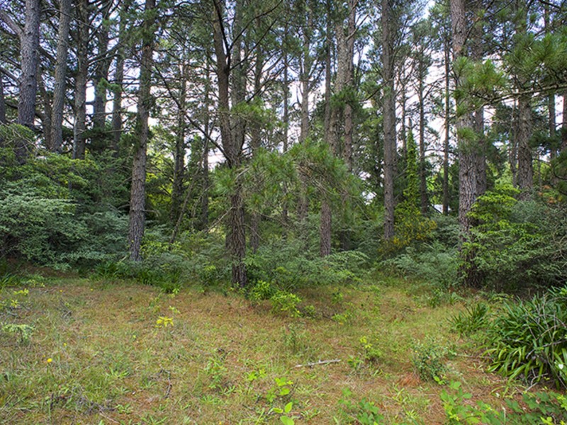 24 Nelson Avenue, Wentworth Falls NSW 2782