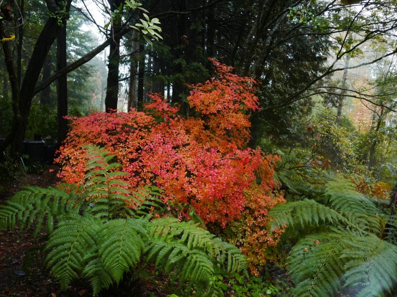 16 Myoori Avenue, Wentworth Falls NSW 2782