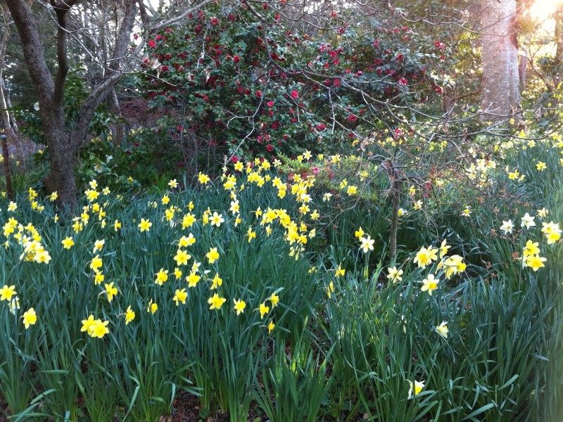 16 Myoori Avenue, Wentworth Falls NSW 2782