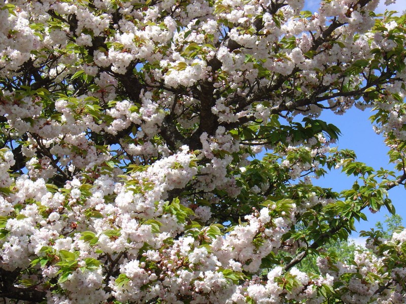 85 Blaxland Road, Wentworth Falls NSW 2782