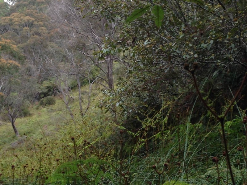 37-39 Henderson Road, Wentworth Falls NSW 2782