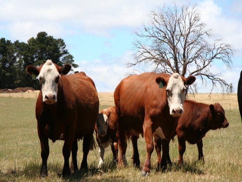 - Brayton Rd, Marulan NSW 2579