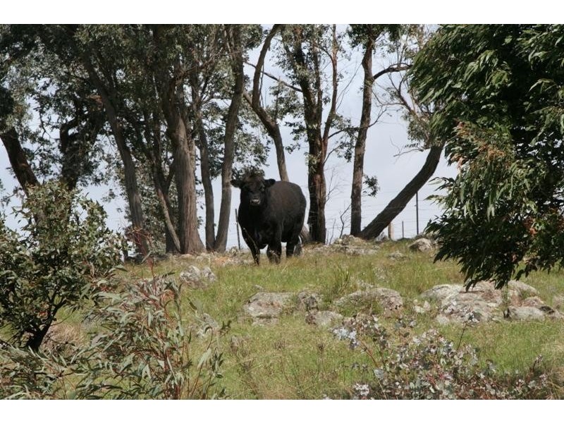 56 Gibraltar Rd, Big Hill NSW 2579