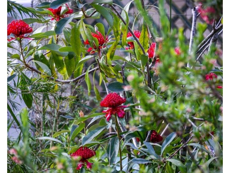 903 Penrose Road, Penrose NSW 2579