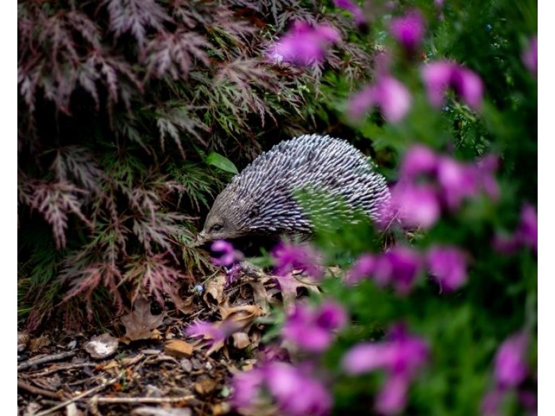 6 Birriga Avenue, Bundanoon NSW 2578