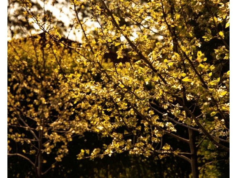 12 Waratah Place, Colo Vale NSW 2575