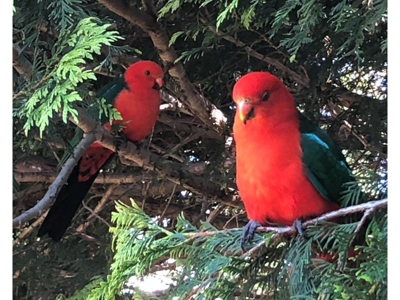 19 Sydney Street, Wingello NSW 2579