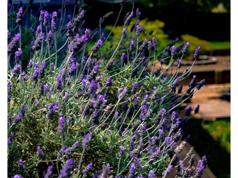 12 Ella Street, Bundanoon NSW 2578