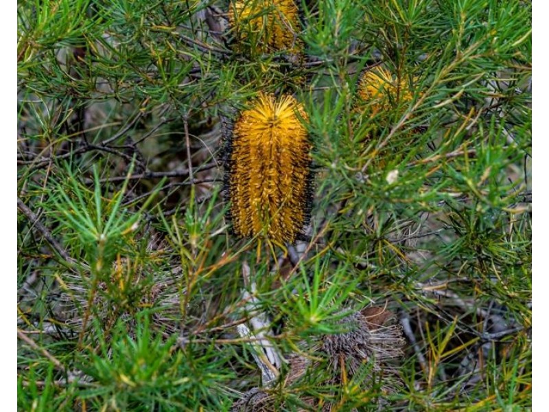 15 Bottlebrush Close, Tallong NSW 2579