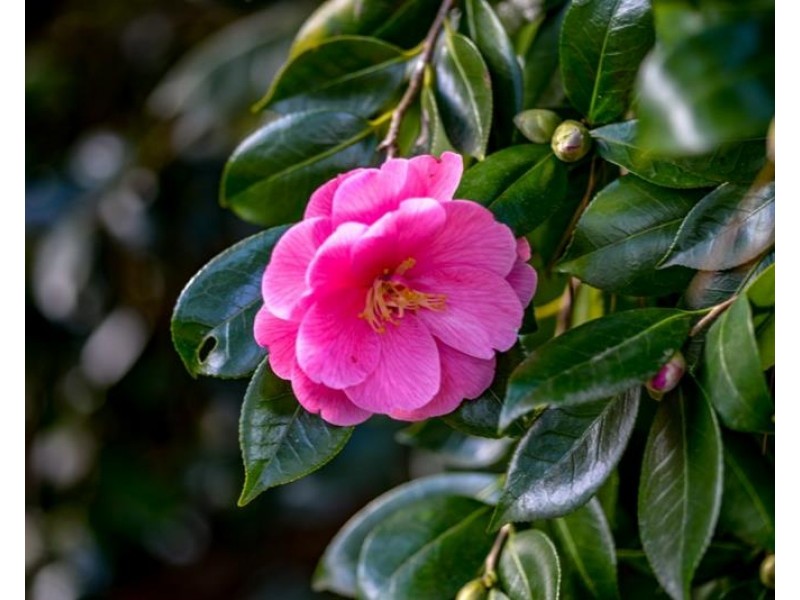 1103 Penrose Road, Penrose NSW 2579