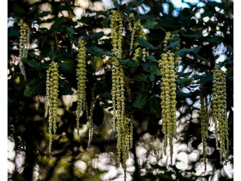 1103 Penrose Road, Penrose NSW 2579