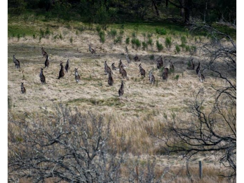 246 Caoura Road, Tallong NSW 2579