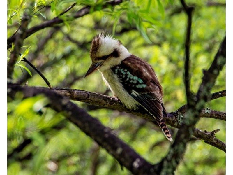 2 Ferndale Road, Bundanoon NSW 2578