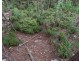 8 Badgerys Lookout Road, Tallong NSW 2579