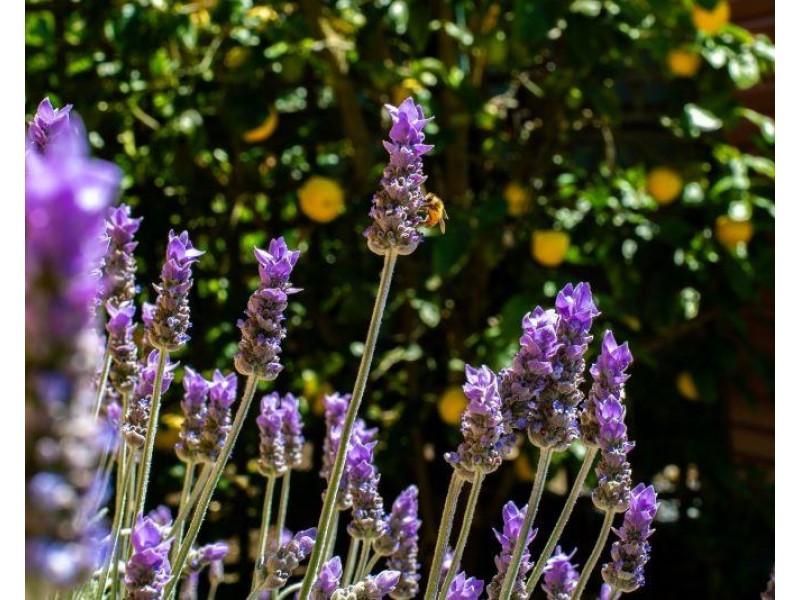 29D Birriga Avenue, Bundanoon NSW 2578