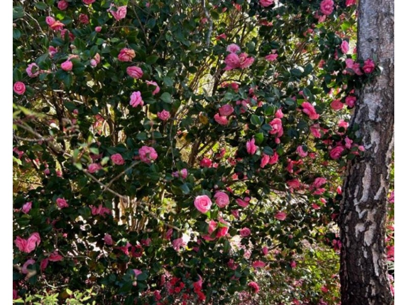 2A Broughton Street, Bundanoon NSW 2578