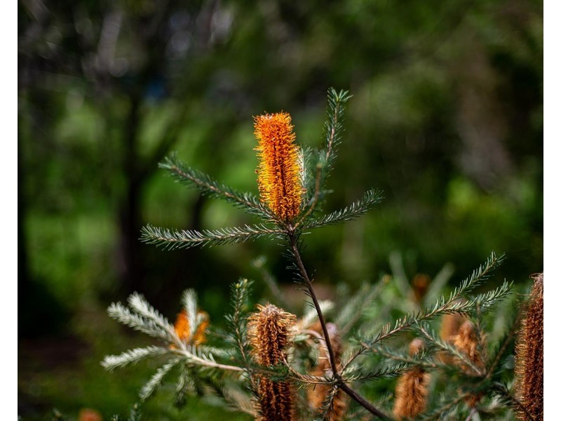 58 Nerrim Street, Bundanoon NSW 2578