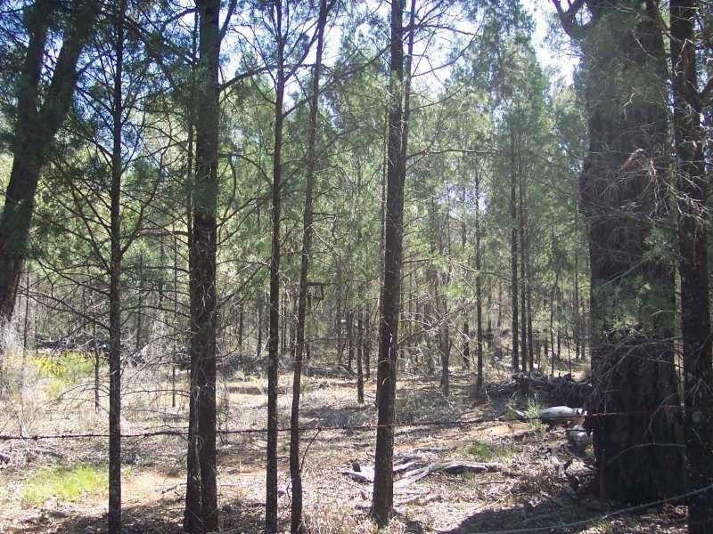 Lot 112 Castlereagh Hwy, Mendooran NSW 2842