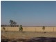 Lot 9 Aralee  Est, Gilgandra NSW 2827