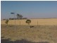 Lot 9 Aralee  Est, Gilgandra NSW 2827