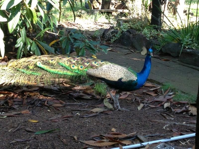 10L Terra Dr, Dubbo NSW 2830