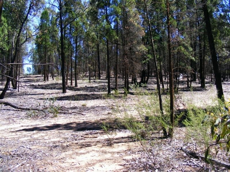135 L  Wattle Rd, Elong Elong NSW 2831