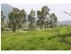 74 Domenica Dr, Sugarloaf QLD 4800