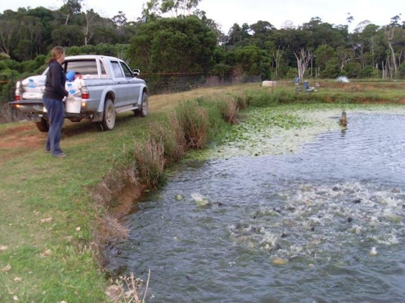 168 Stoney Creek Rd, Kuranda QLD 4881