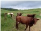168 Stoney Creek Rd, Kuranda QLD 4881