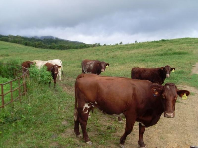 168 Stoney Creek Rd, Kuranda QLD 4881