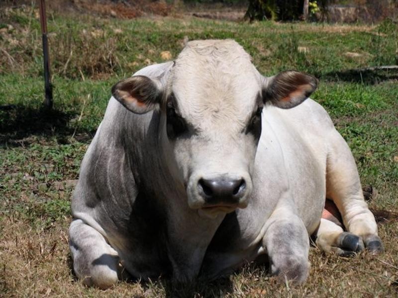 168 Stoney Creek Rd, Kuranda QLD 4881