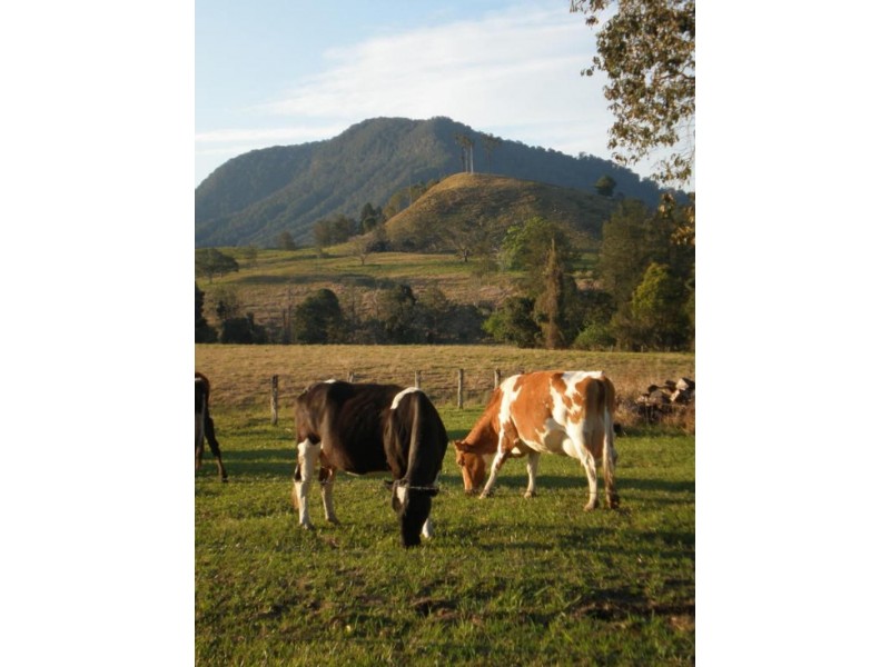 162 Blue Knob  Rd, Nimbin NSW 2480