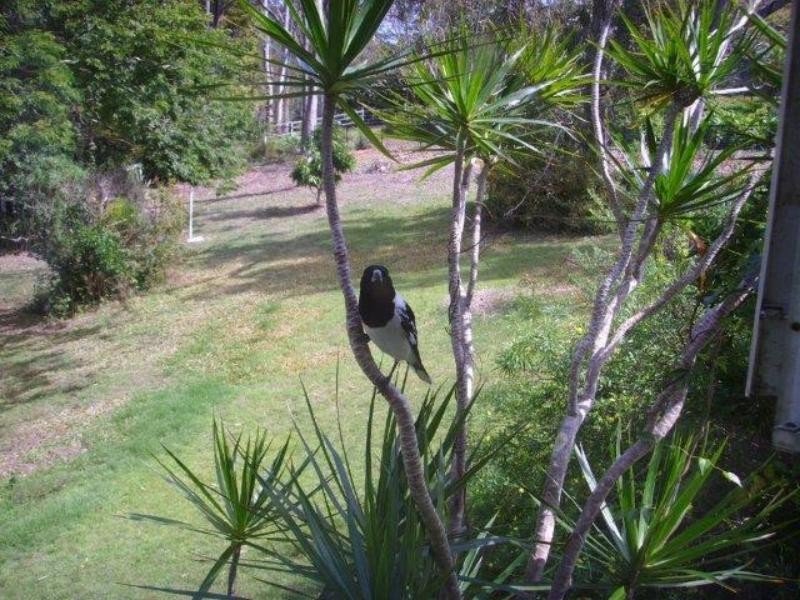 14 Wybelenna St, Brookfield QLD 4069