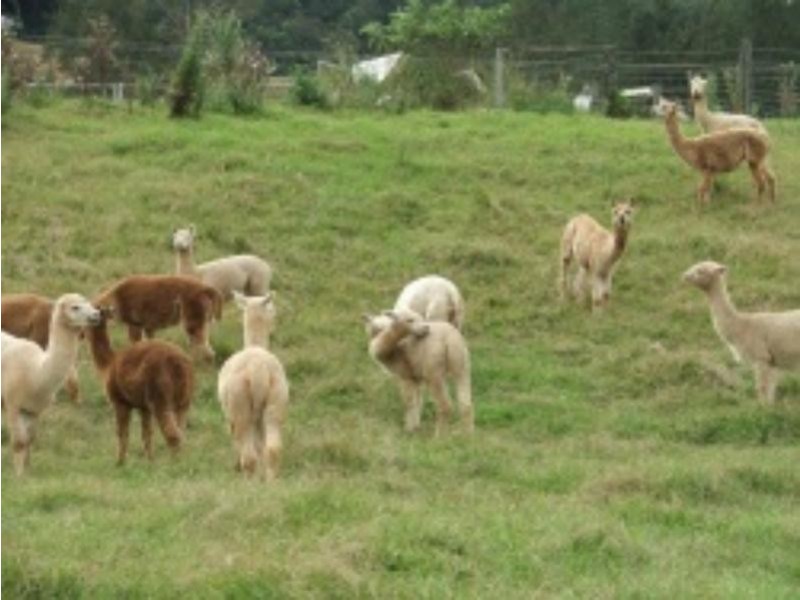 3901 Taylors Arm  Rd, Burrapine NSW 2447