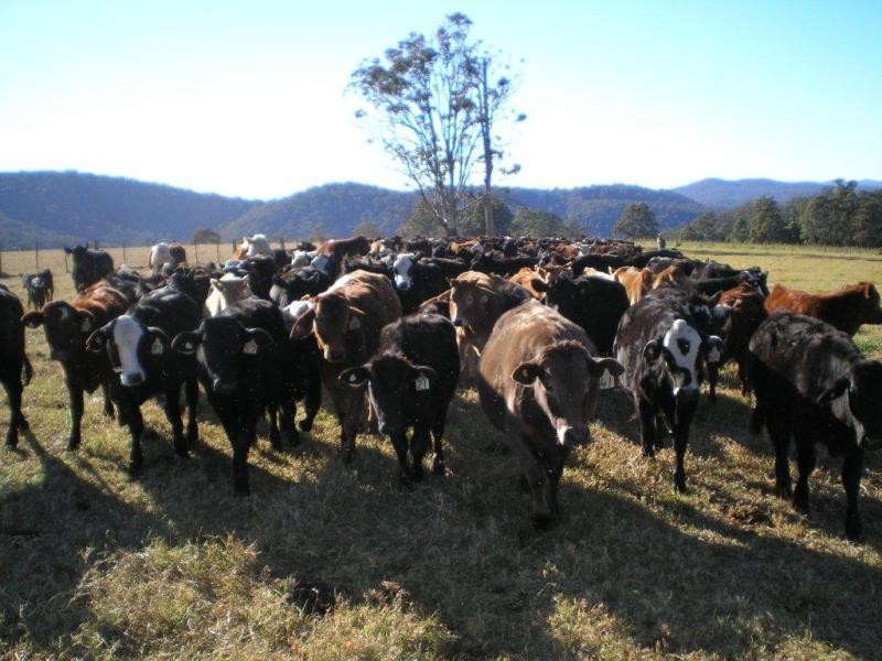 116 Mollydale Rd, Tyringham NSW 2453